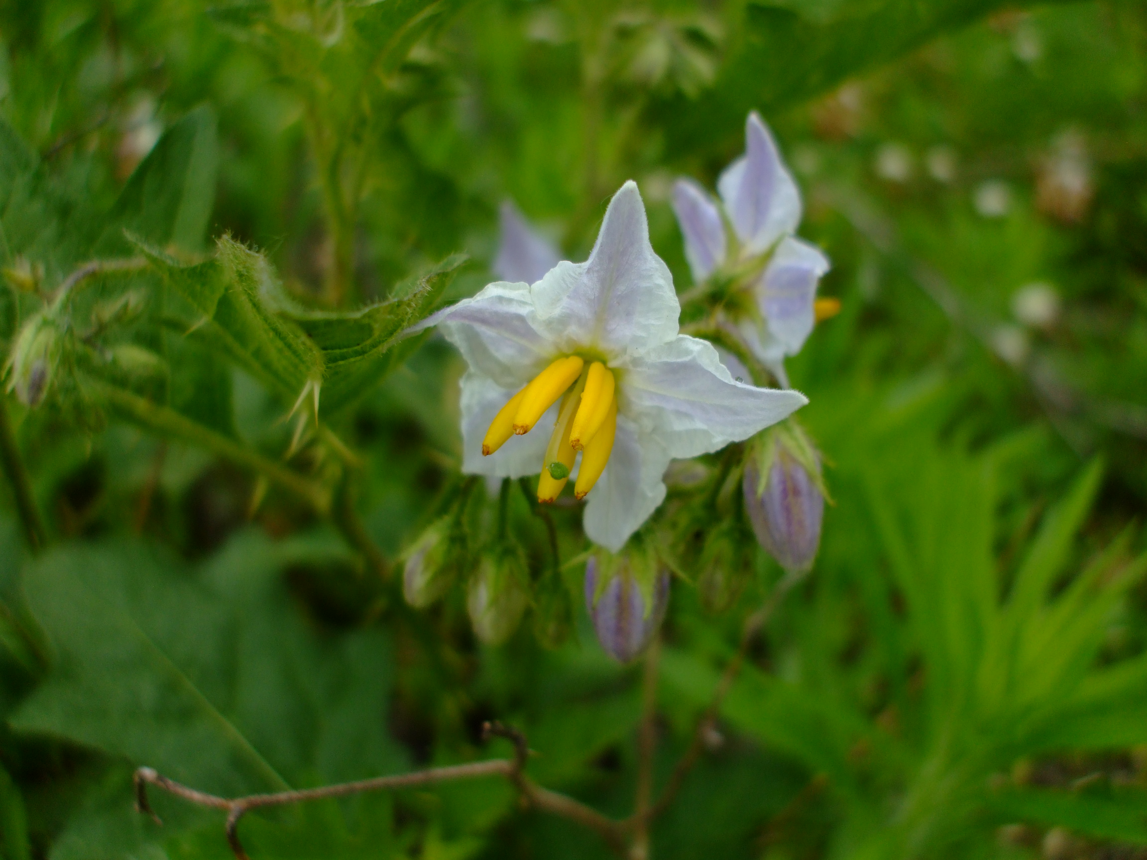 Solanum carolinense